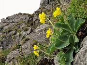 03 Primula orecchia d'orso (Primula auricula) sulle rocce del Canalino dei sassi